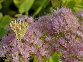 Sedum spectabile 'Brillant'