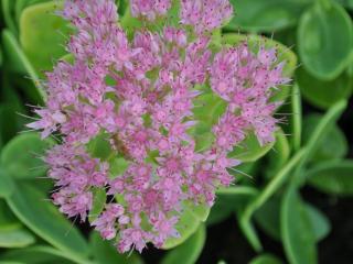 Sedum spectabile 'Carmen'