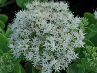 Sedum spectabile 'Iceberg'