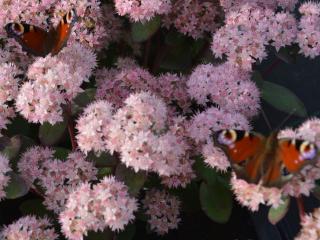 Sedum spectabile 'Matrona'