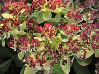 Sedum spectabile 'Meteor'