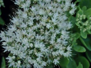 Sedum spectabile 'Stardust'