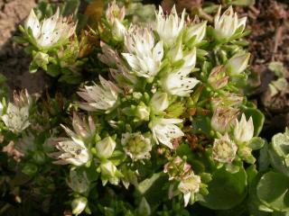 Sedum spurium 'Album Superbum'