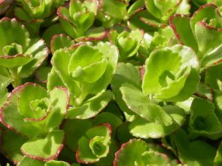 Sedum spurium 'Coccineum'