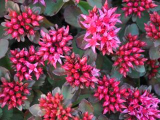 Sedum spurium 'Fuldaglut'