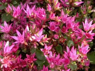 Sedum spurium 'Purpurteppich'