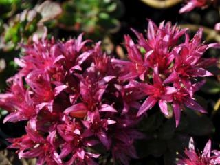 Sedum spurium 'Schorbuser Blut'