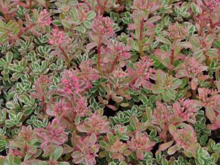 Sedum spurium 'Variegatum'