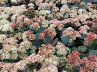Sedum telephium ssp. ruprechtii 'Hab Grey'