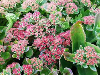 Sedum telephium 'Munstead Purple'