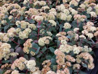 Sedum telephium ssp. ruprechtii