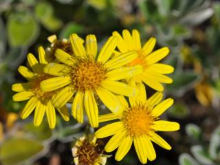 Senecio greyi zie Brachyglottis