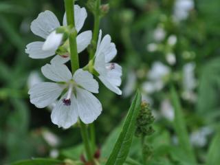 Sidalcea candida