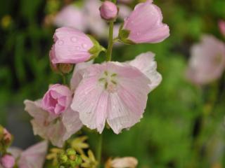 Sidalcea hybride 'Little Princess'