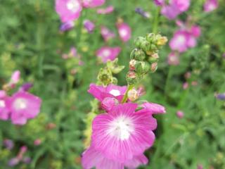 Sidalcea hybride 'Partygirl'