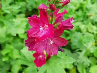 Sidalcea hybride 'Wine Red'