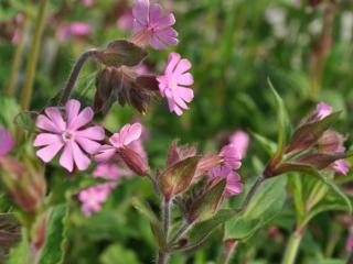 Silene dioica