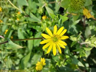 Silphium mohrii
