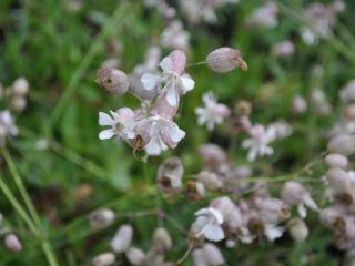 Silene vulgaris