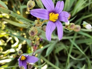 Sisirynchium angustifolium