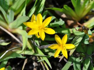 Sisyrinchium californicum