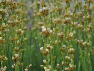 Sisyrinchium striatum