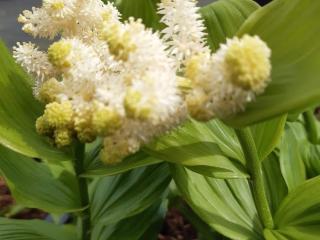 Smilacina racemosa