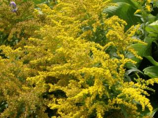 Solidago hybride 'Goldkind'