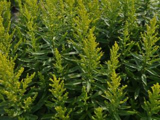 Solidago virgaurea 'Praecox'