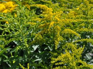 Solidago hybride 'Strahlenkrone'