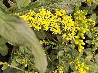 Solidago rugosa 'Fireworks'