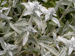 Stachys byzantina