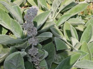 Stachys byzantina 'Cotton Ball'