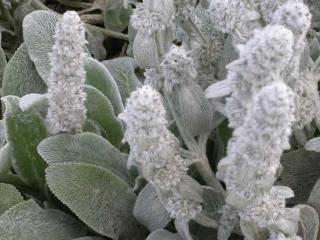 Stachys byzantina 'Silver Carpet'