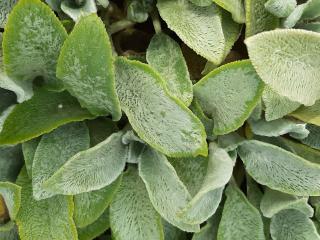 Stachys byzantina 'Tiny Ears'