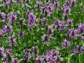 Stachys monnieri 'Hummelo'