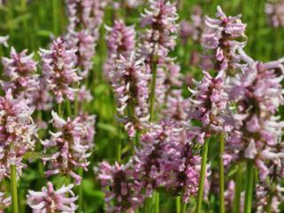 Stachys officinalis 'Rosea'