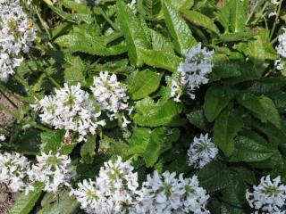 Stachys officinalis 'Alba'