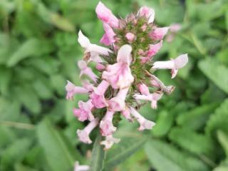 Stachys officinalis 'Pink Cotton Candy'