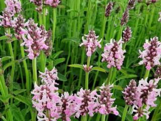Stachys officinalis 'Pinky'