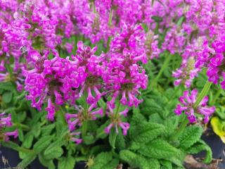 Stachys officinalis 'Ukkie'