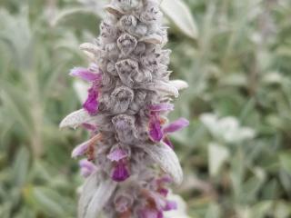 Stachys byzantina