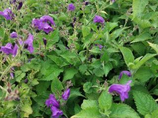Strobilanthes atropurpureus