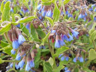 Symphytum azureum