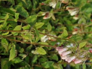 Symphytum grandiflorum