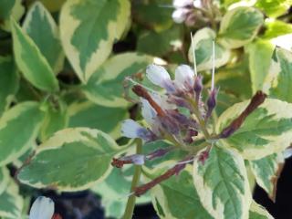 Symphytum grandiflora  'Goldsmith'