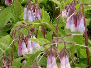 Symphytum grandiflorum 'Hidcote Blue'