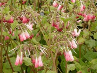 Symphytum grandiflorum 'Hidcote Pink'