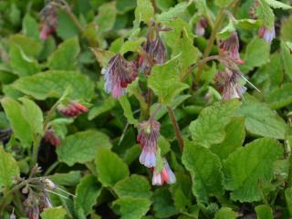 Symphytum grandiflorum 'Wisley Blue'