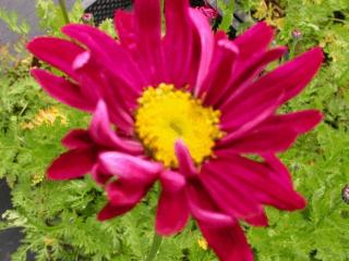 Tanacetum coccineum 'Duro'